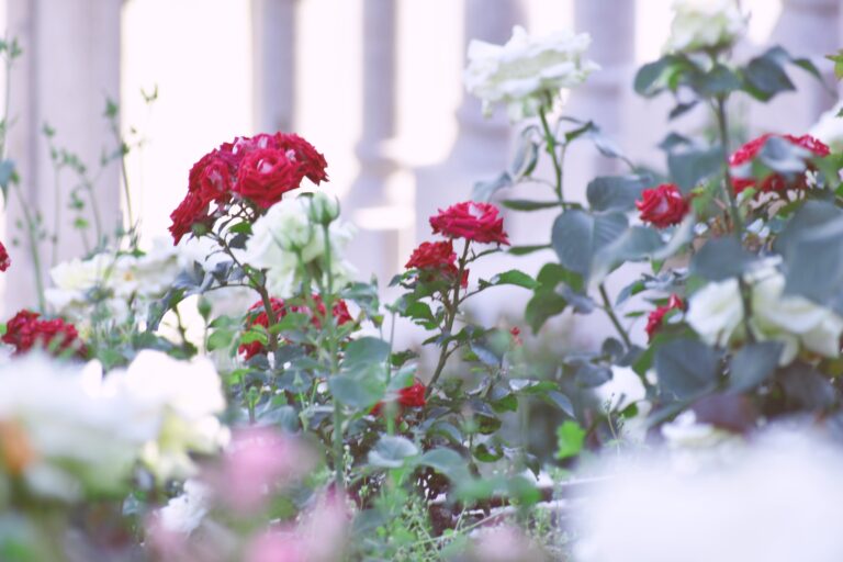 Choosing Roses for Your Landscape And Enhancing Your Garden with the Beauty of Roses